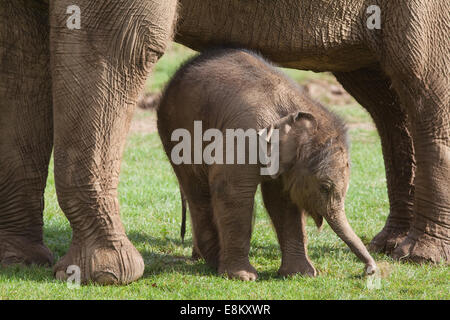 Asiatique ou indien, Éléphant (Elephas maximus). Vingt jours aux côtés de veau mère Azizah. Le zoo de Whipsnade. ZSL. Bedfordshire. Banque D'Images