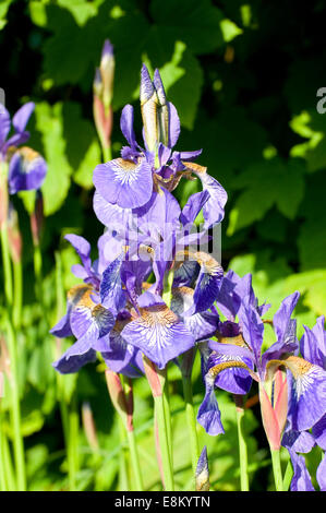 Iris fleurs bleu Banque D'Images