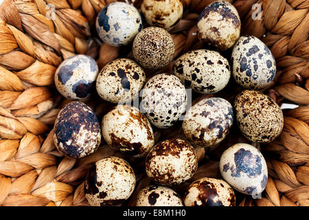 Des oeufs de cailles dans panier close-up Banque D'Images