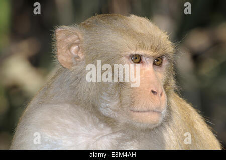 Macaque rhésus - Macaca mulatta Banque D'Images