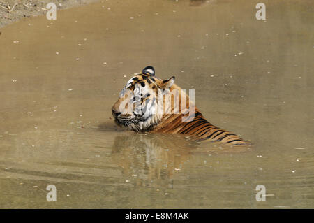 Tiger - Panthera tigris Banque D'Images