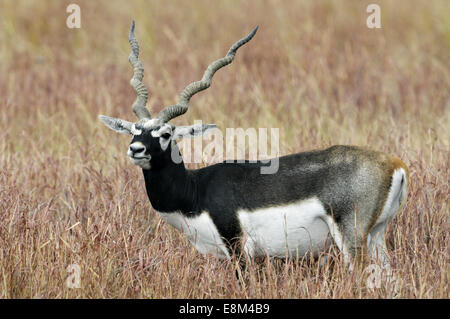 Antilope Antilope cervicapra Blackbuck - - mâle Banque D'Images