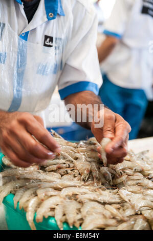 Le marché aux poissons Dubai, Émirats Arabes Unis Banque D'Images