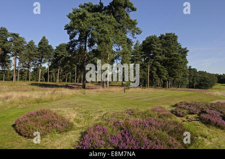 Vue de la Mesdames Tee sur le 1er trou du parcours rouge Le Berkshire Ascot Berkshire Angleterre Golf Club Banque D'Images