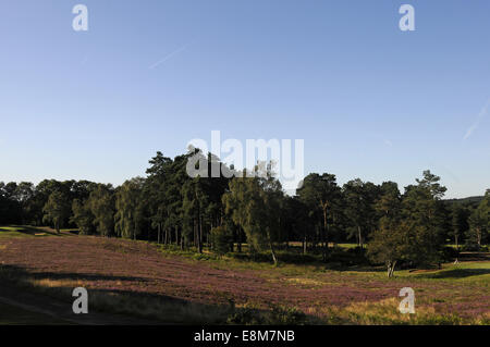 Vue depuis le 1er tee sur le parcours bleu Le Berkshire Ascot Berkshire Angleterre Golf Club Banque D'Images