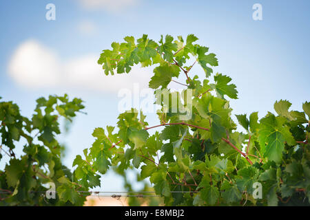 Vignes près de Montemassi en Toscane, Italie à l'automne sur une journée ensoleillée Banque D'Images