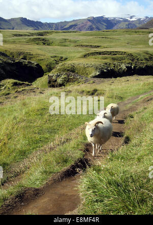 Islande Août 2014 Photo de jen lombardo Banque D'Images