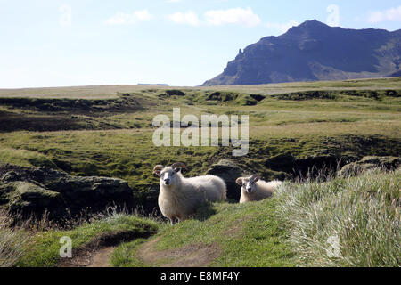 Islande Août 2014 Photo de jen lombardo Banque D'Images