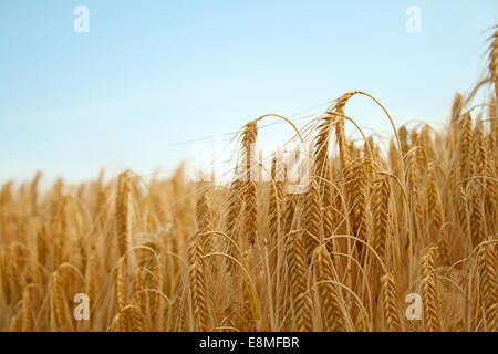 Grain d'or à un champ Banque D'Images