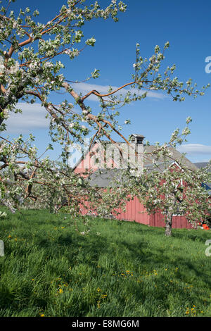 Apple Blossoms apparaissent sur les arbres matures dans un verger commercial en Nouvelle Angleterre. Banque D'Images