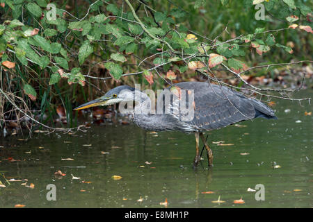 Grand héron de juvéniles de poissons de harcèlement criminel à l'automne, refuge d'oiseaux Reifel, Westham Island, British Columbia, Canada Banque D'Images