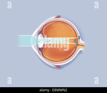 Anatomie de l'œil humain montrant des points focaux. Banque D'Images
