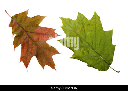 Les feuilles des arbres de chêne aux couleurs de l'automne, isolé sur fond blanc Banque D'Images