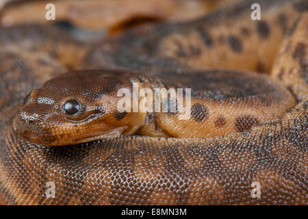 Éléphant snake / Acrochordus javanicus Banque D'Images