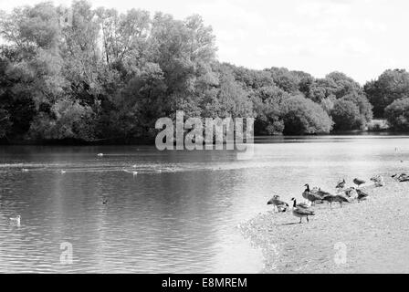 Oie cendrée et la bernache du Canada se reposant au bord d'un lac en été - traitement monochrome Banque D'Images