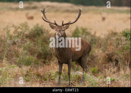 Richmond Park, SW London UK. 11 octobre 2014. Red Deer Stag se tient en automne bracken après un bain de boue. Credit : Malcolm Park editorial/Alamy live News. Banque D'Images