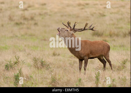 Richmond Park, SW London UK. 11 octobre 2014. Red Deer Stag soufflet à l'assemblée annuelle de l'ornière. Credit : Malcolm Park editorial/Alamy live News. Banque D'Images