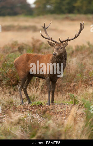 Richmond Park, SW London UK. 11 octobre 2014. Red Deer Stag se tient en automne bracken après un bain de boue. Credit : Malcolm Park editorial/Alamy live News. Banque D'Images