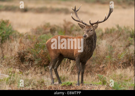 Richmond Park, SW London UK. 11 octobre 2014. Red Deer Stag se tient en automne bracken après un bain de boue. Credit : Malcolm Park editorial/Alamy live News. Banque D'Images