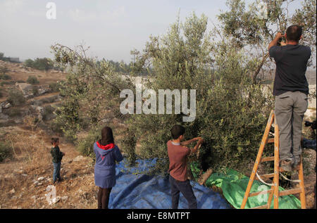 Hébron, en Cisjordanie, en territoire palestinien. Oct 11, 2014. De palestinienne al-Sweity la récolte de la famille des oliviers à côté d'où Israël construit leur controversée barrière de séparation dans le village de Deir Samet près d'Hébron en Cisjordanie occupée, le 11 octobre 2014. Le Sweity famille est seulement en mesure de récolter d'une partie de leur champ d'oliviers que l'accès à le reste est coupé par la barrière de béton qui sépare la terre de sa famille. Israël dit-on les 723 kilomètres (454 milles) de l'acier et le béton des murs, des clôtures et des barbelés n'est nécessaire pour la sécurité, alors que les Palestiniens considèrent comme un accaparement des terres que Banque D'Images