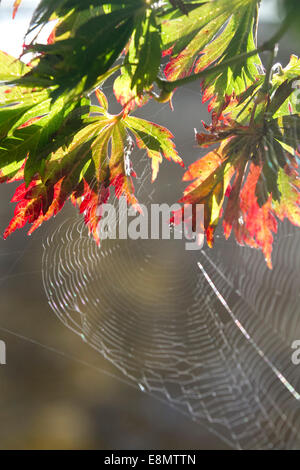 London,UK. 11 octobre 2014. Les araignées d'un site Web relié à l'automne les feuilles rétroéclairé : Crédit amer ghazzal/Alamy Live News Banque D'Images