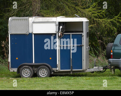 Cheval dans une remorque, Dorset, UK Banque D'Images