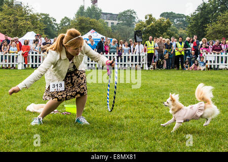 Mon chien a du talent Catégorie : gagnant Chanel [Chihuahua] et Anna Namiki effectuer à l'aide de petits jugés Celebrity Dog Show Banque D'Images