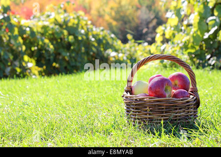 Un panier plein de pommes Cortland fraîchement récoltées sont assis dans l'herbe d'une campagne d'un verger à l'automne. Banque D'Images