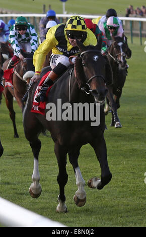 Newmarket, au Royaume-Uni. Oct 11, 2014. Cesarewitch Betfred Newmarket jour. Big Easy sous Tom Queally remportant le patrimoine (Cesarewitch Betfred Handicap) : Action de Crédit Plus Sport/Alamy Live News Banque D'Images