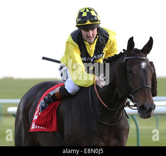 Newmarket, au Royaume-Uni. Oct 11, 2014. Cesarewitch Betfred Newmarket jour. Big Easy sous Tom Queally remportant le patrimoine (Cesarewitch Betfred Handicap) : Action de Crédit Plus Sport/Alamy Live News Banque D'Images