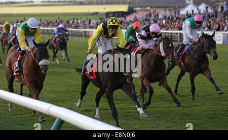 Newmarket, au Royaume-Uni. Oct 11, 2014. Cesarewitch Betfred Newmarket jour. Big Easy sous Tom Queally remportant le patrimoine (Cesarewitch Betfred Handicap) : Action de Crédit Plus Sport/Alamy Live News Banque D'Images