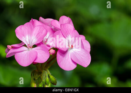 Géranium rose ( Palargonium x hortorum ) fleurs Banque D'Images