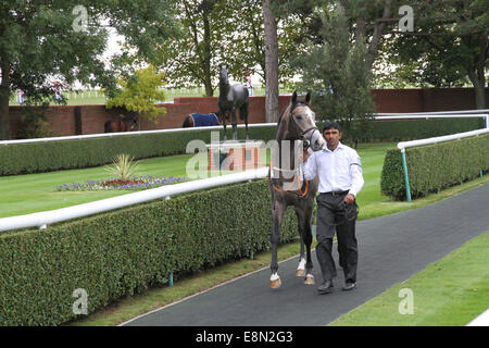 Newmarket, au Royaume-Uni. Oct 11, 2014. Cesarewitch Betfred Newmarket jour. Un cheval conduit à la parade Crédit : anneau Plus Sport Action/Alamy Live News Banque D'Images