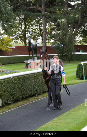 Newmarket, au Royaume-Uni. Oct 11, 2014. Cesarewitch Betfred Newmarket jour. Un cheval conduit à la parade Crédit : anneau Plus Sport Action/Alamy Live News Banque D'Images