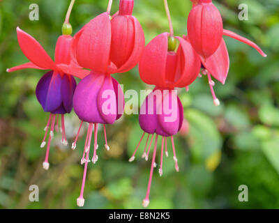 Lady's gouttes otiques ( Fuchsia ), belles fleurs exotiques qui poussent et fleurissent au froid en hiver de la Thaïlande Banque D'Images