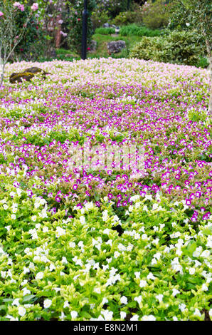 Wishbone Flower ( Torenia fournieri Lindl ) le parc est plein de fleurs Banque D'Images