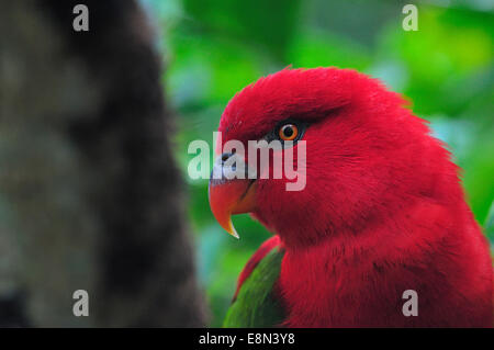 Broutement lory, Lorius garrulus, endémique du nord, psittacidés, Moluques, Indonésie Banque D'Images