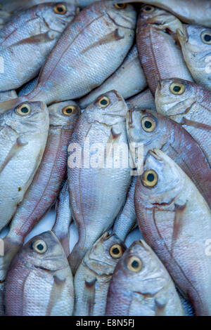 Le poisson frais sur le marché Banque D'Images