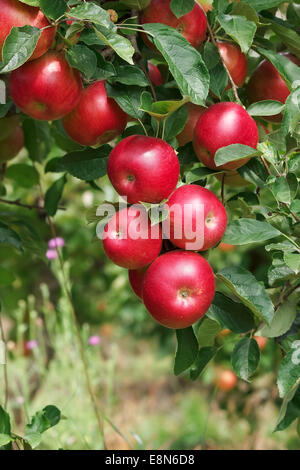 Des pommes mûres sur l'arbre. Pommes sur une branche de pommier dans un verger. Banque D'Images