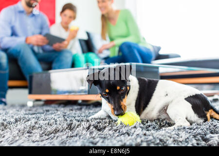 Jack Russel terrier Playing with ball in living room family sitting on sofa Banque D'Images