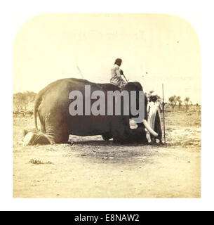 Cette illustration de 1862 tirée de l'œuvre de Weld représente un éléphant agenouillé en Inde, mettant en valeur la faune et les pratiques traditionnelles du pays impliquant les éléphants au 19ème siècle. Banque D'Images