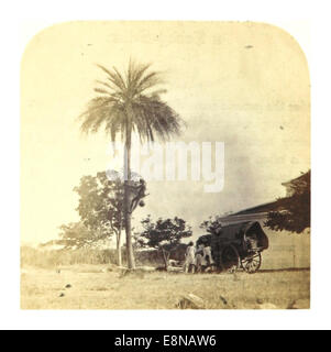 Cette illustration de 1862 de Weld représente un tiroir toddy grimpant sur un palmier, mettant en valeur les méthodes traditionnelles de collecte de la sève de palmier en Inde. Banque D'Images