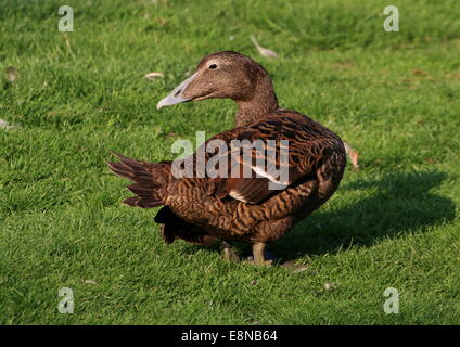 Les femelles Eider (Somateria mollissima) Banque D'Images