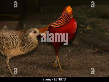 Mâle Golden masqués ou Faisan faisan chinois (Chrysolophus pictus) avec une poule Banque D'Images