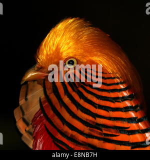 Plus gros plan de la tête d'un mâle Golden Pheasant ou faisan chinois (Chrysolophus pictus) Banque D'Images