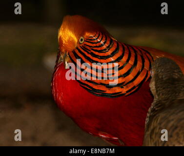 Plus gros plan de la tête d'un mâle Golden Pheasant ou faisan chinois (Chrysolophus pictus) Banque D'Images