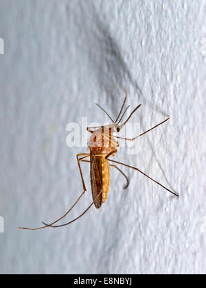 Sur moustique mur blanc Banque D'Images