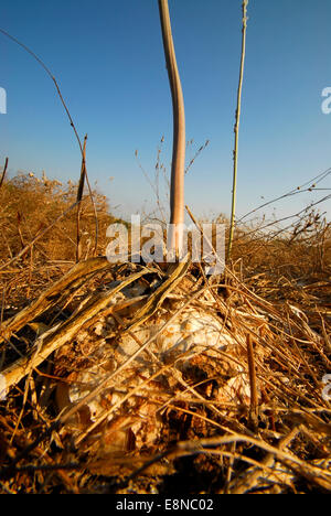 Ampoule Squill, Urginea maritima Banque D'Images