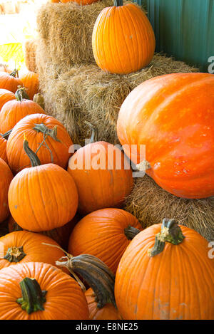 Citrouilles et courges préparée à partir de produits frais le patch Banque D'Images