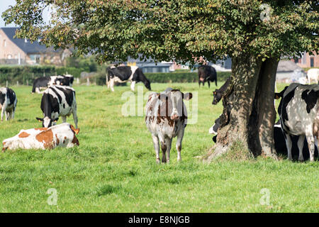 Le front et les vaches noires et blanches à l'ombre des arbres unther dans une ferme en belgique Banque D'Images